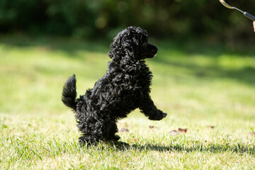 Miniature Poodle Puppies