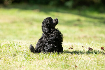 Miniature Poodle Puppies