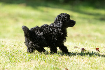 Miniature Poodle Puppies