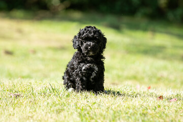 Miniature Poodle Puppies