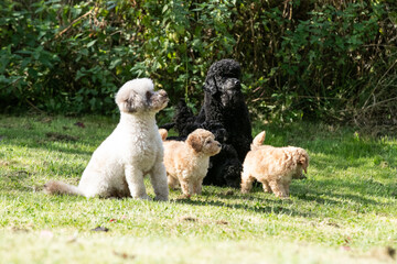 Fototapeta premium Miniature Poodle Puppies
