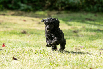 Miniature Poodle Puppies