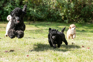 Miniature Poodle Puppies