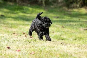 Miniature Poodle Puppies