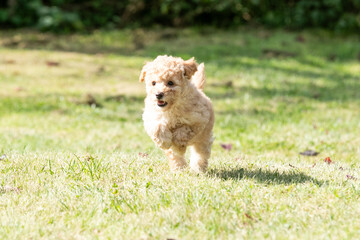 Fototapeta premium Miniature Poodle Puppies