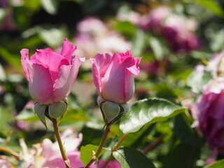 濃ピンクのバラ　シェエラザード