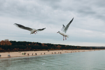 A flying seagulls with open wings on nature background. A seagull fly freedom in the sky.