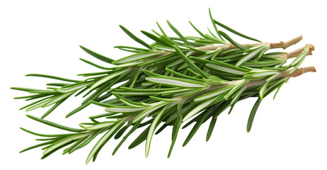Fresh rosemary twigs cut out