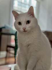 Pensive Whiskers: A Portrait of Feline Grace