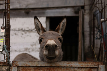 donkey in the farm