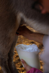 donkeys on the field