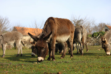 donkeys on the field