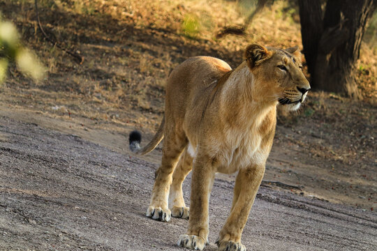 Queen of forest I Lioness Asiatic lion (Panthera leo) in Gir Forest National Park in Gujarat India. Asiatic Lioness image was taken in gujarat sasan gir only place in the world to capture Asiatic lion