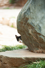 A black and white, young feral Jerusalem street cat peeks out at the world from behind a large rock.