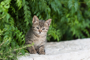 Naklejka na ściany i meble A tiny, grey tiger stripe kitten peers out from a hiding spot beneath a cover of green leaves