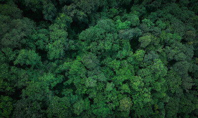 Aerial top view of green trees in forest. Drone view of dense green tree captures CO2. Green tree nature background for carbon neutrality and net zero emissions concept. Sustainable green environment. - obrazy, fototapety, plakaty