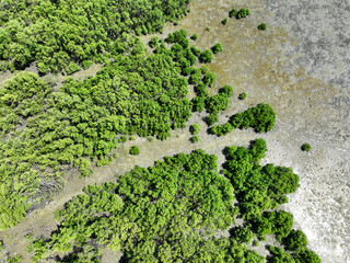 Green mangrove forest with morning sunlight. Mangrove ecosystem. Natural carbon sinks. Mangroves...