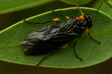 Black and yellow insect, Fly Sierra del Sen del Campo Adurgoa gonagra © DiazAragon