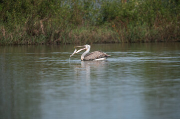 The spot-billed pelican is a rather large water bird