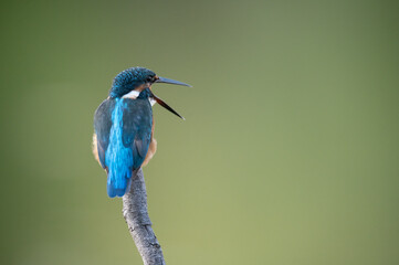 Beautiful little blue-and-orange bird with a long