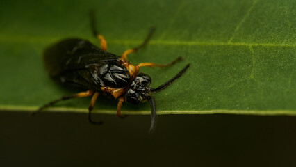 Black and yellow insect, Fly Sierra del Sen del Campo Adurgoa gonagra