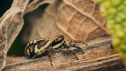 A brown jumping spider perching on a branch.