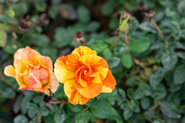 Obraz na płótnie Canvas Close-up on yellow roses