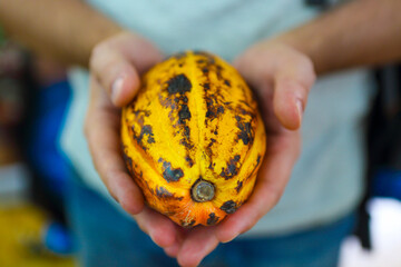 Cocoa pod in mans hand