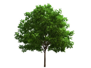 Fototapeta premium big tree isolate on white transparent background, png 