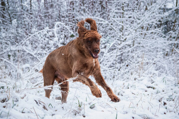 Setter im Winterwunderland