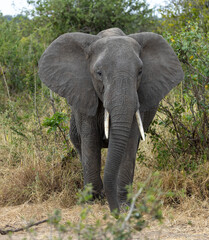 Fototapeta na wymiar Herd of Elephants in Africa walking through the grass in Tarangire National Park, Tanzania