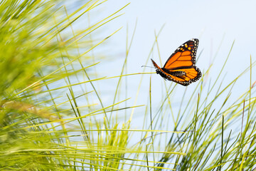 A monarch butterfly (Danaus plexippus) in flight