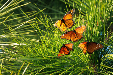 Butterflies that appear to be three queen (Danaus gilippus) and one monarch (Danaus plexippus) on a...