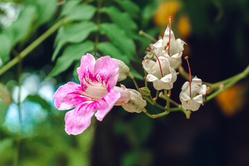 close up of a pink flower