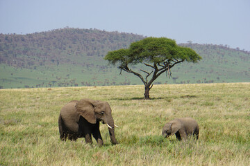 Herd of Elephants in Africa walking through the grass in Tarangire National Park, Tanzania