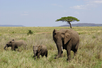 Fototapeta premium Herd of Elephants in Africa walking through the grass in Tarangire National Park, Tanzania