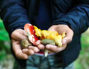 Mushrooms in a hands of a man
