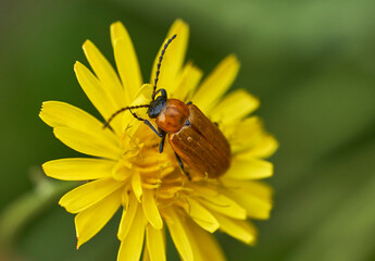 Escarabajo anarajando (Cantabria)