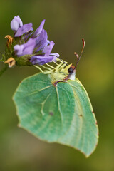 Hermosa mariposa verde (Cantabria)