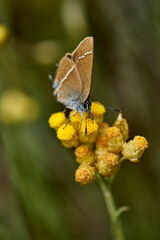 Pequeña mariposa anarajanda (Cantabria)