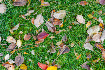 fallen autumn leaves on green grass covered with morning dew, directly above view