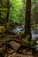 Rocks and Roots of a Mountain Stream