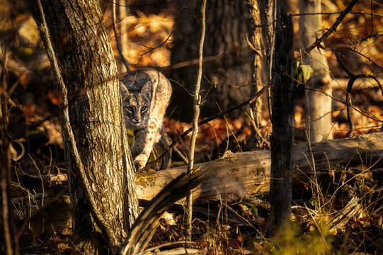 Bobcat Hunting it's prey