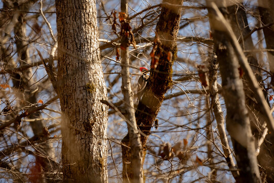 Pileated Woodpecker
