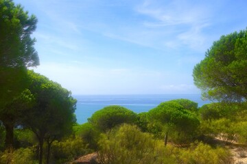 Fototapeta na wymiar landscape with pine trees and a view toward the Atlantic Ocean, Barbate, Parque Natural de la Breña y Marismas de Barbate, Costa de la Luz, Andalusia, Spain
