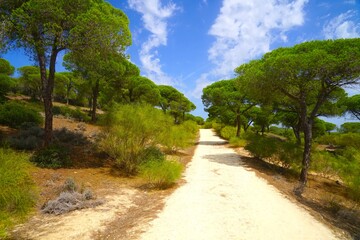 Fototapeta na wymiar Hiking trail in the Parque Natural de la Breña y Marismas de Barbate through a landscape with beautiful pine trees, Costa de la Luz, Andalusia, Spain