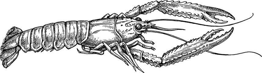 Norwegian lobster ink sketch - obrazy, fototapety, plakaty