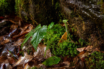 Jack-in-the-pulpit at the foot of a wet rock