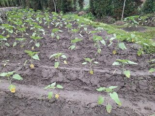 plant seeds that are neatly organized and thriving in a farm field