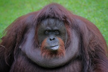 Orangutan borneo
